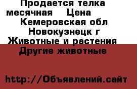 Продается телка,  месячная. › Цена ­ 10 000 - Кемеровская обл., Новокузнецк г. Животные и растения » Другие животные   